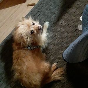 Meet your Posher, Shirley